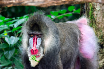 Close up shot of a primate mandrill baboon or genus Mandrillus