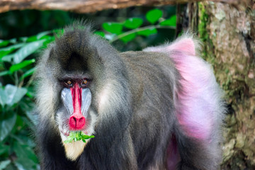 Close up shot of a primate mandrill baboon or genus Mandrillus