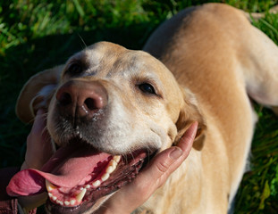 Sunstroke, health of pets in the summer. Labrador. Dogs play with his owner, harmonious relationship, сorrection of behavior, aggressive, bite and barking. How to protect your dog from overheating.