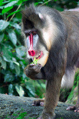 Close up shot of a primate mandrill baboon or genus Mandrillus