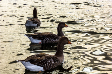 Three ducks with beautiful brown feathers swim calmly in the water of a pond at sunset