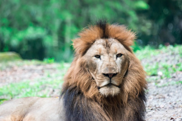 A blurry closeup shot of a muscular, deep-chested male lion while resting in a forest