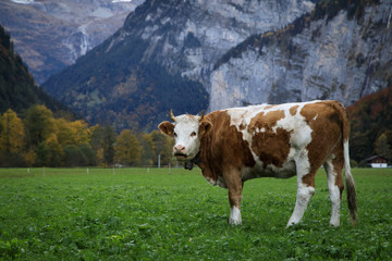 Fototapeta na wymiar Cow in a mountain valley in Switzerland