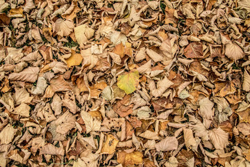 Foglie secche d'autunno