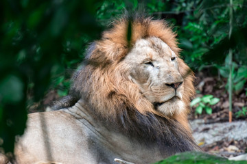 Closeup shot of a muscular, deep-chested male lion while resting in a forest