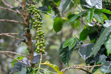 Green coffee beans background