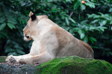 A closeup shot of a female lion or lioness while resting in a forest