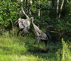 Common Cranes (Grus grus), also known as Eurasian cranes. Dancing birds