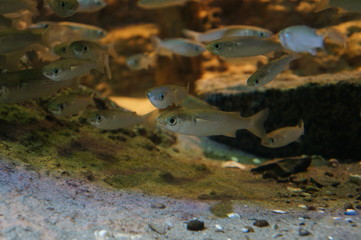 魚群