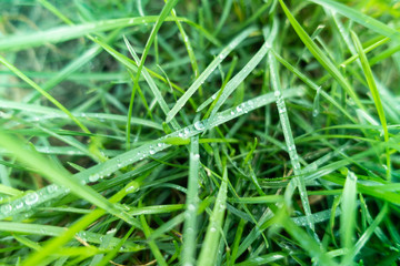 Fototapeta na wymiar Dew drops on green grass, above view, blurred background. Close up.