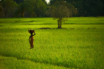 People on the rice fields, Madagascar © Roksolana