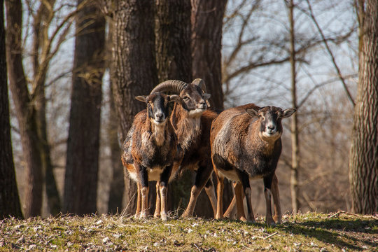 Mufflon Widder mit zwei Schafen