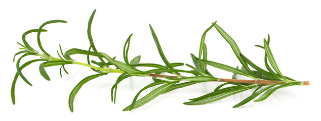 green fresh rosemary isolated on white background