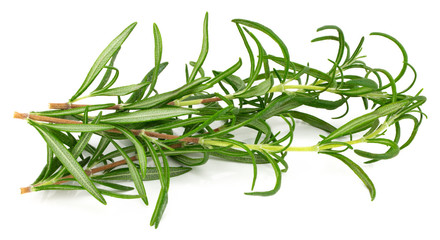green fresh rosemary isolated on white background
