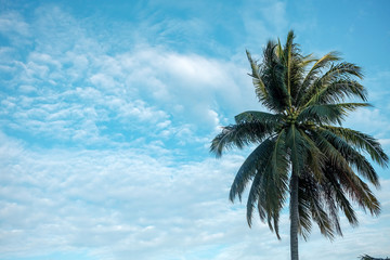 Fototapeta na wymiar Scenic View Of Palm Tree Againts Blue Sky
