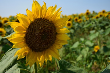 field of sunflowers blooming