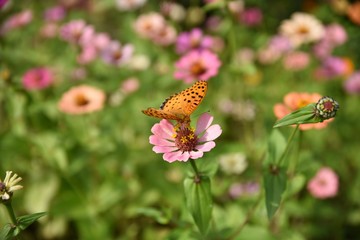 butterfly on flower