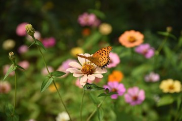 butterfly on flower