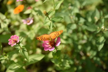 butterfly on flower
