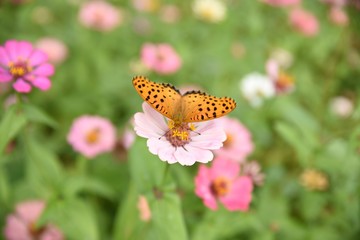 butterfly on a flower