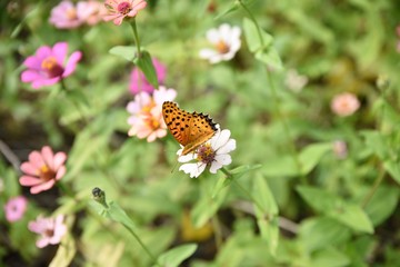 butterfly on a flower