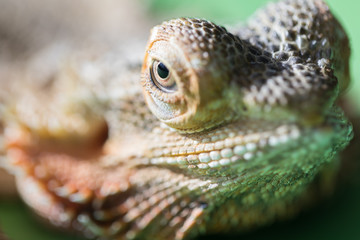 The large detailed macro portrait of a lizard the Bearded agama