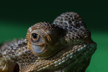 The large detailed macro portrait of a lizard the Bearded agama