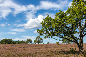 Heideblüte Lüneburger Heide