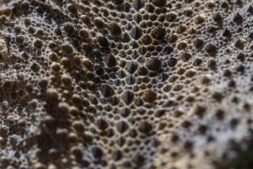 Texture of large detailed macro portrait of a lizard the Bearded agama. Large elements of a skin of a dinosaur