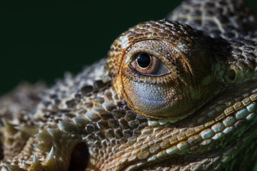 The large detailed macro portrait of a lizard the Bearded agama