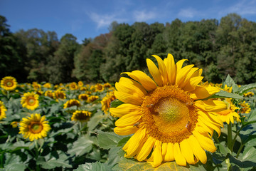 Sunflower on field 