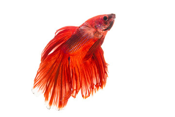 The moving moment beautiful of red siamese betta fish or splendens fighting fish in thailand on isolated white background. Thailand called Pla-kad or biting fish. © Soonthorn