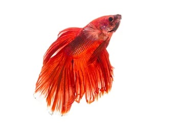 Foto op Canvas The moving moment beautiful of red siamese betta fish or splendens fighting fish in thailand on isolated white background. Thailand called Pla-kad or biting fish. © Soonthorn