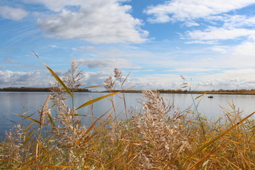 Obraz premium Reeds on the lake