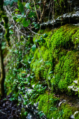 Fototapeta premium grunge texture, background: old stone wall covered with moss