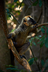 Lemurs on Madagascar, Africa