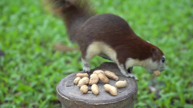 The squirrel walking find food in the park.
