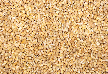 Raw pearl barley