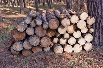 Sawn pine trees stacked