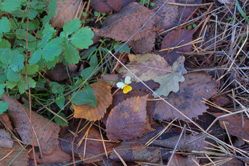 A small white-yellow flower made its way through fallen leaves and needles in the forest in autumn