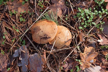 Mushrooms in the forest among the fallen leaves and needles