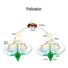 The process of cross-pollination using an animal of pollinator (bee). - obrazy, fototapety, plakaty