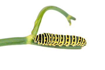 Swallowtail caterpillar on branch