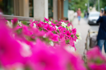 Garden flowers on street