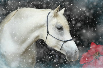 Weisses Pferd vor Weihnachtsstern
