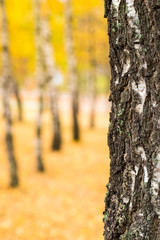 birch bark on an autumn background