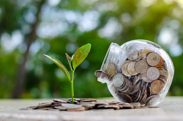 Coin tree Glass Jar Plant growing from coins outside the glass jar money saving and investment financial concept