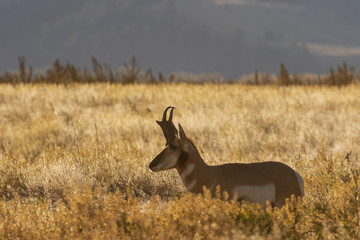 Pronghorn Antelope Buck