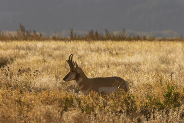 Pronghorn Antelope Buck