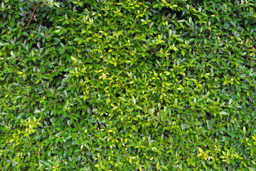 background wall green leaves outdoor close up